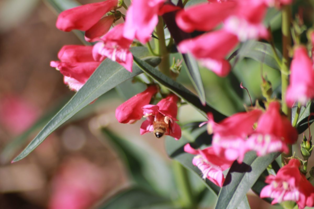 Five Things I’ve Learned From Bees