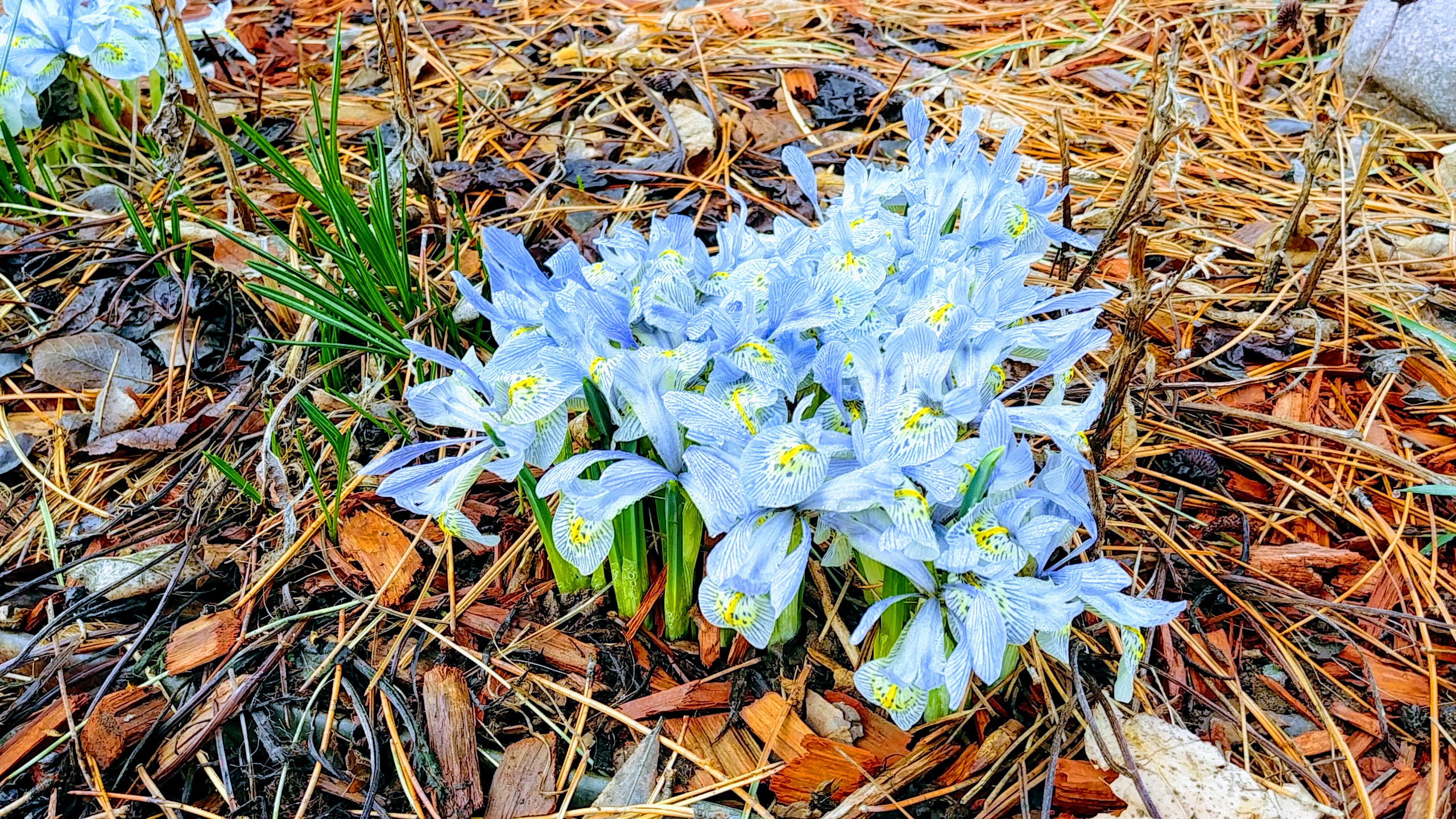 How to Create a Micro Habitat Garden