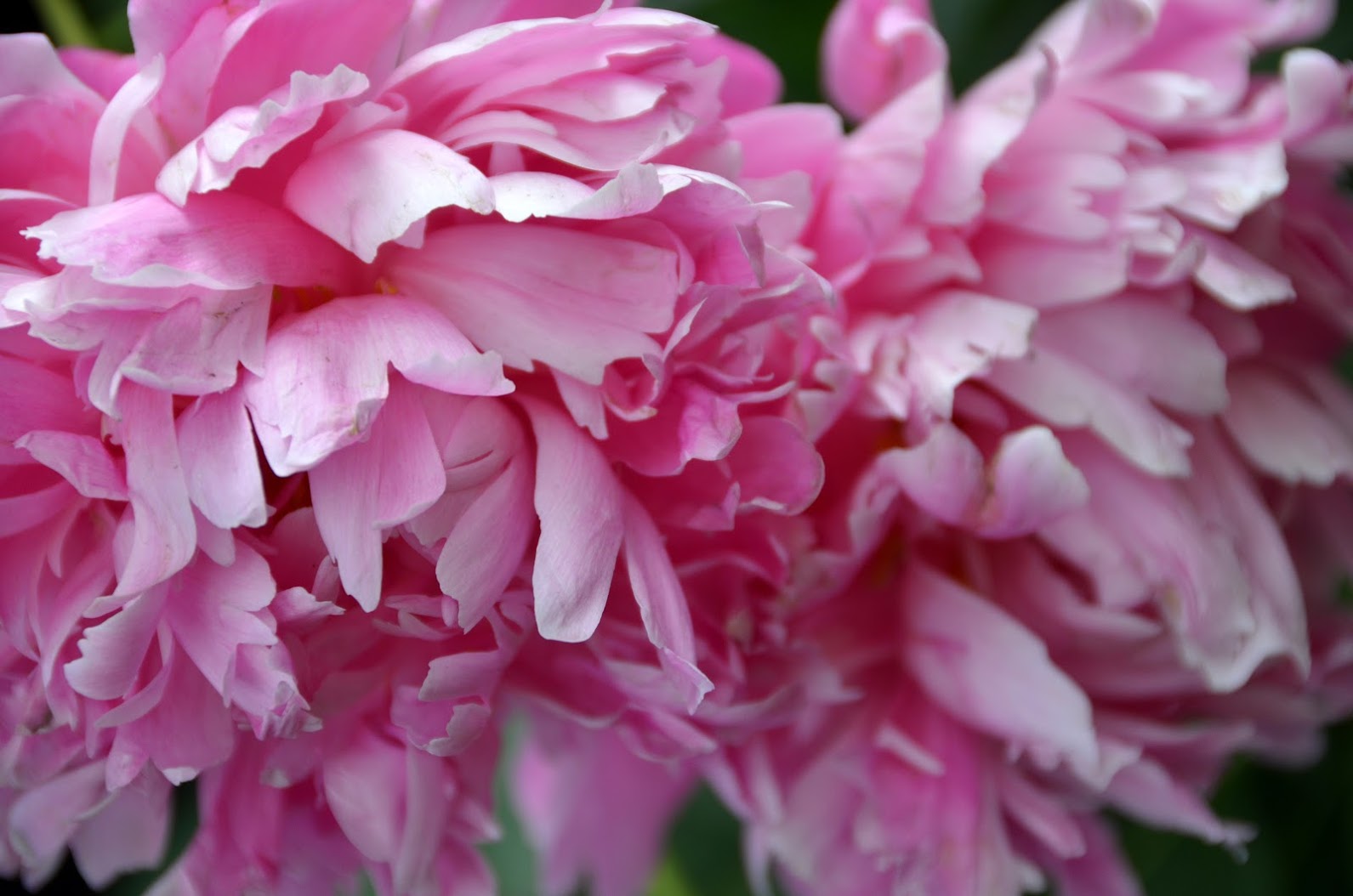 deceased mother celebration IYSL