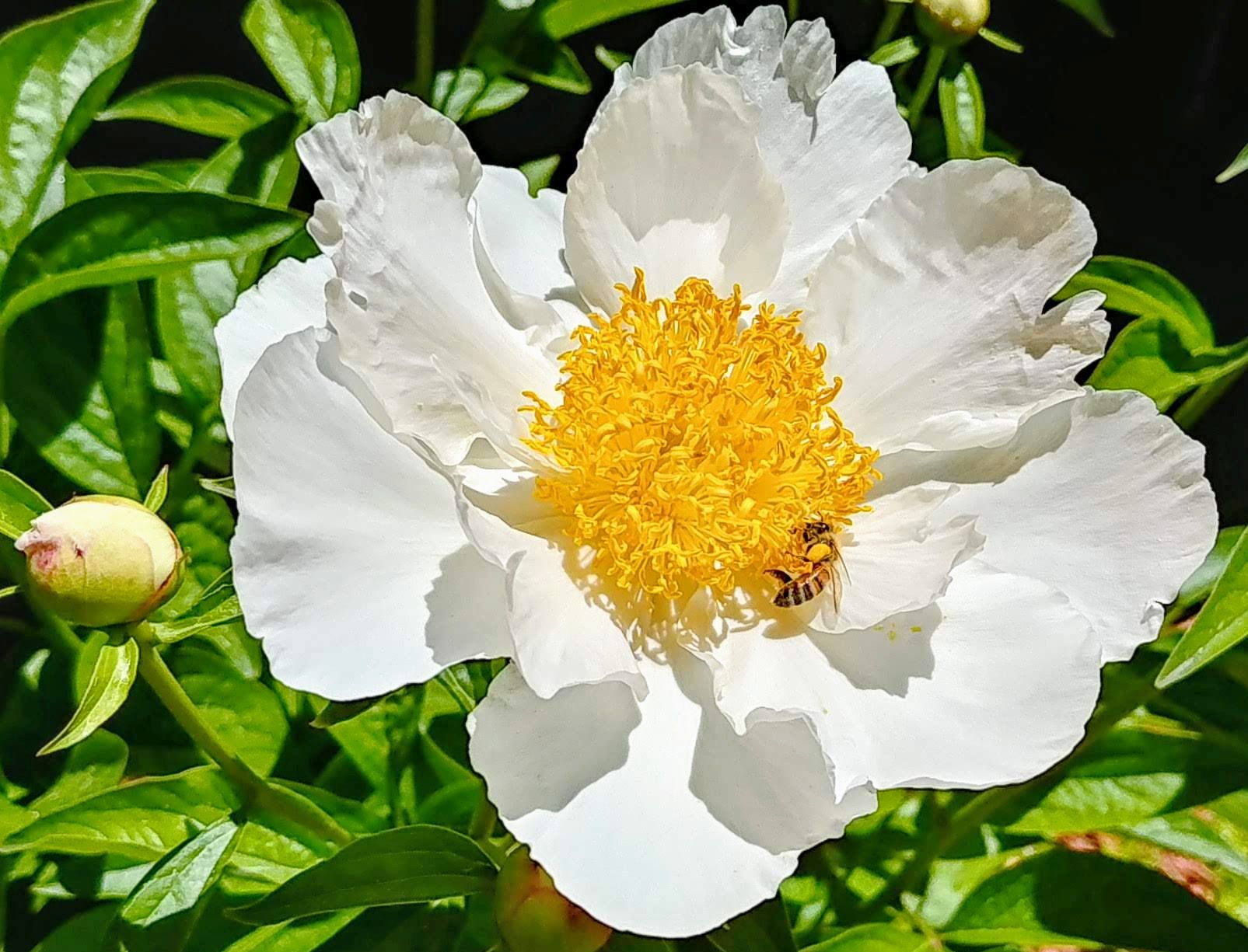 Six Things to Know About Beekeeping