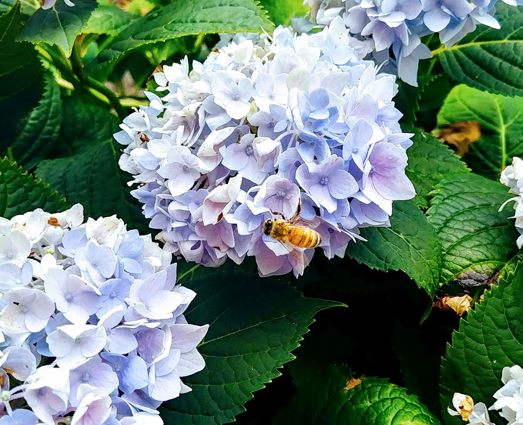 Things to Know About Bees