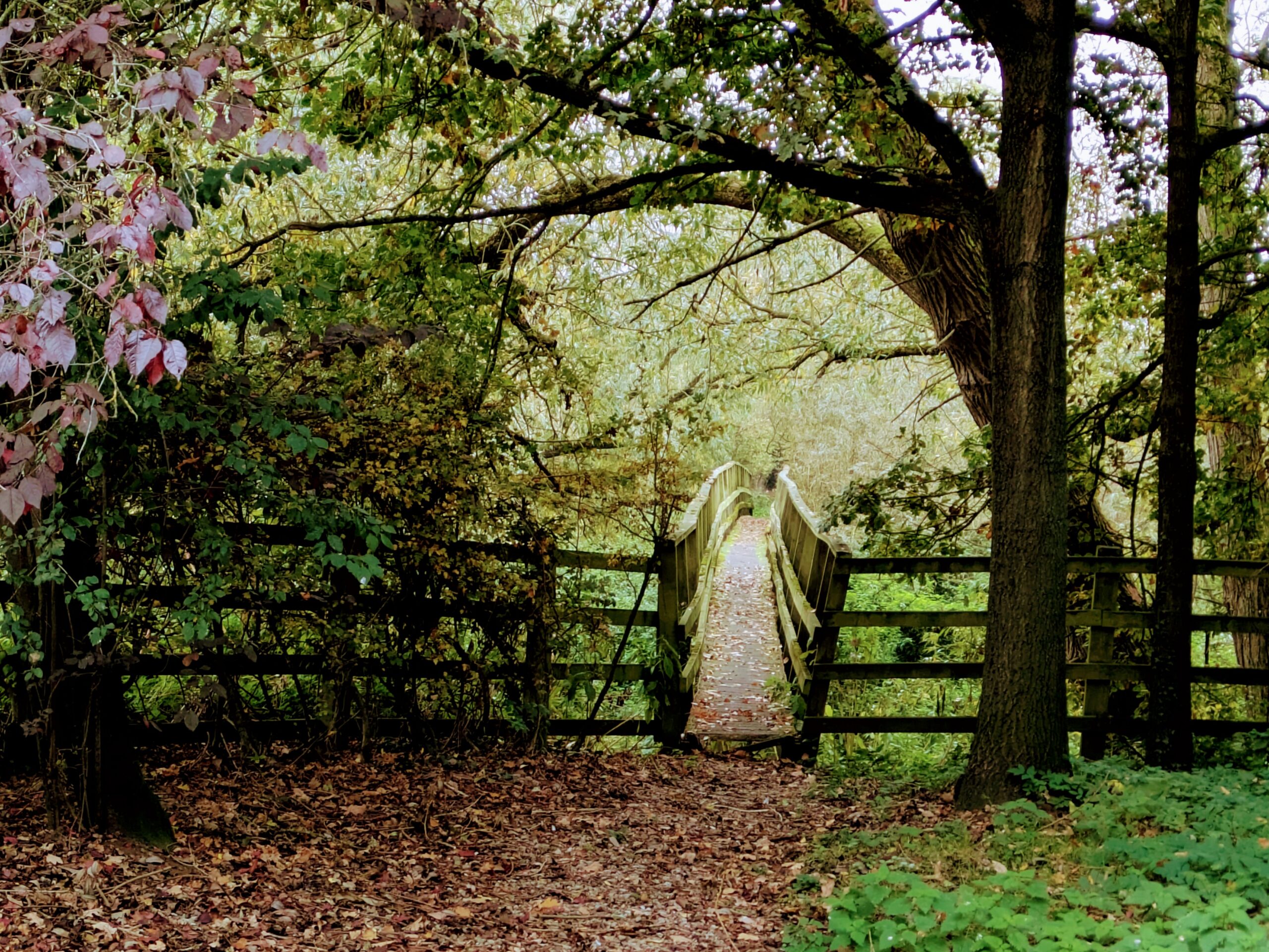 plant-based journal forest walk